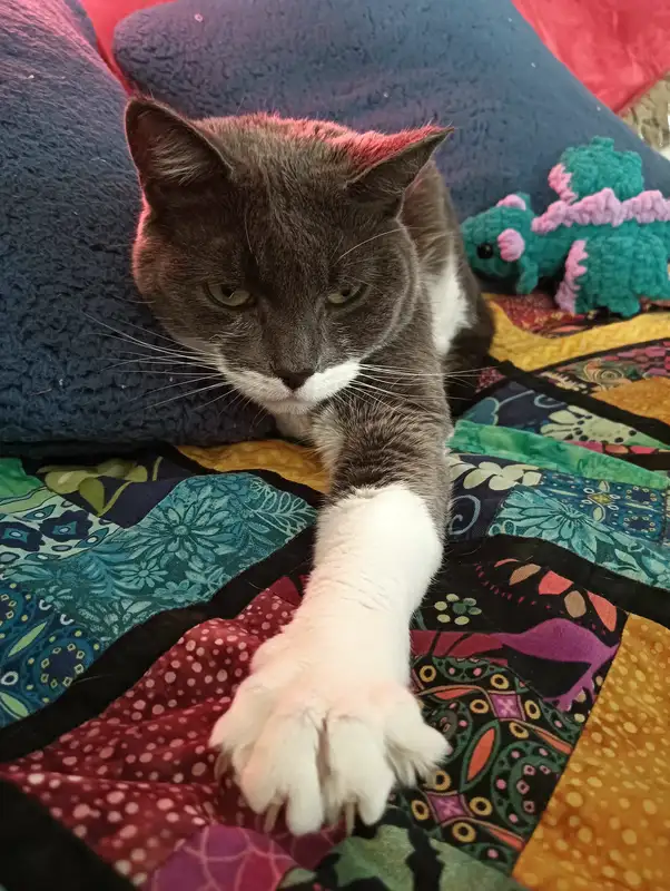 A picture of my cat, Misty.
